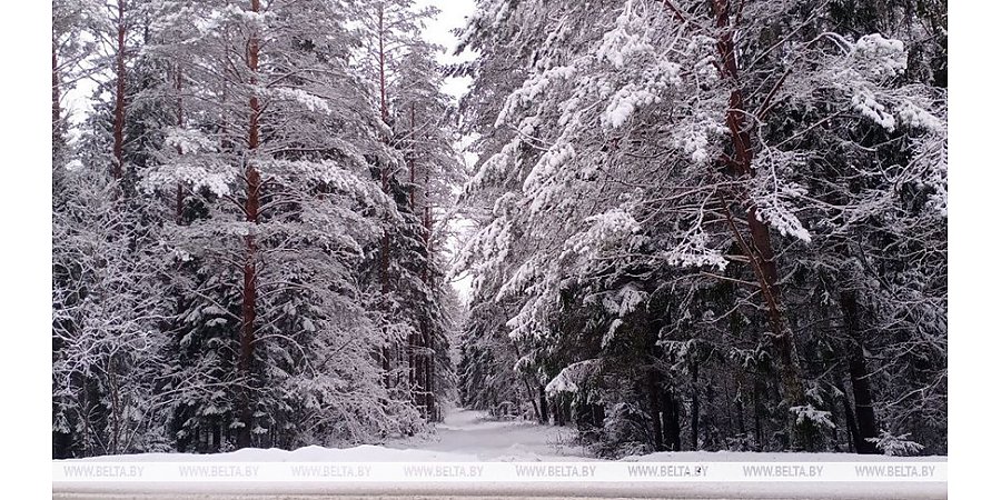 Местами слабый туман и гололед. Какой будет погода в Беларуси сегодня