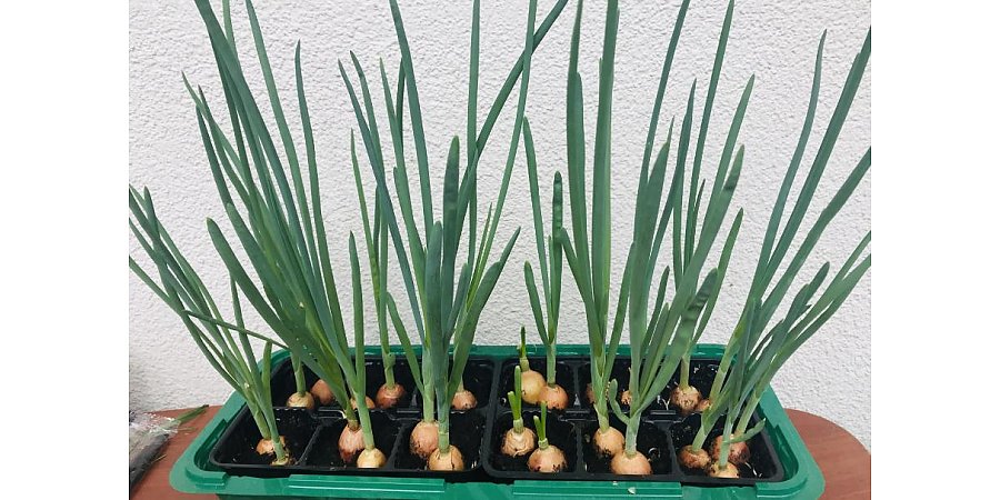 Зелень на подоконнике: что и как можно вырастить