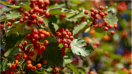 Народные приметы на 9 сентября 2025 года: что можно и нельзя делать в этот день