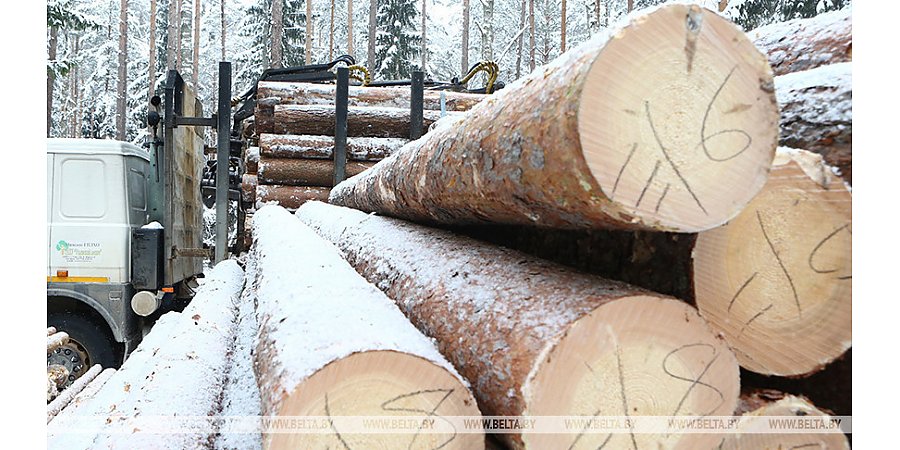 Правительство установило таксовую стоимость на древесину на корню в 2024 году