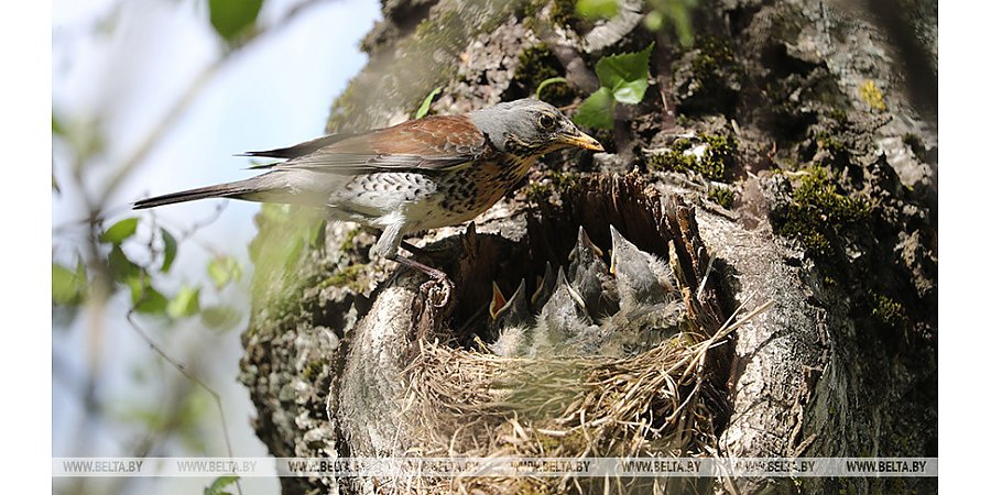 В Беларуси вступил в силу временный запрет на уничтожение птичьих гнезд