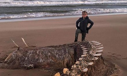 Роковой шторм. Скелет неопознанного существа вынесло на берег