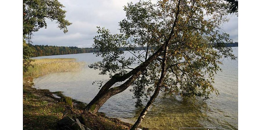 The reserve "Svityaziansky": a mysterious lake, relict forests and water nymphs