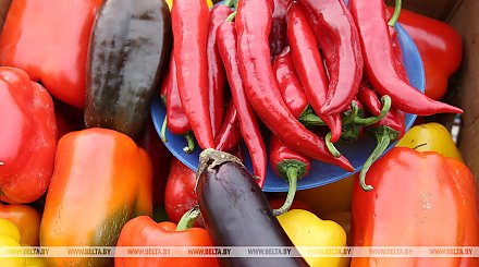 Минсельхозпрод: цены на овощную продукцию стабильны