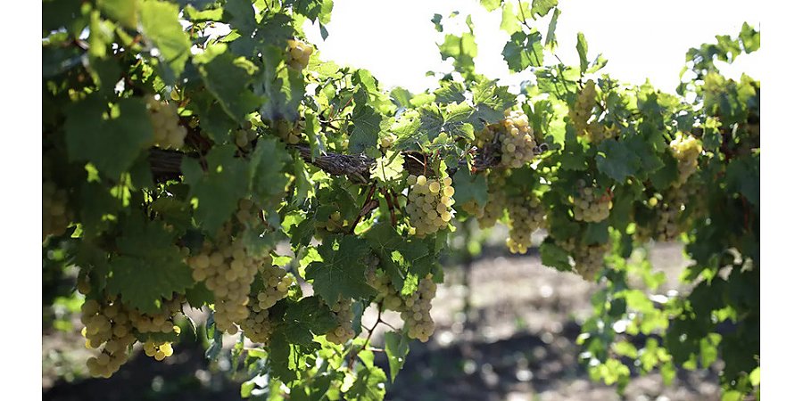 В Италии могут закрыться около 100 тыс. сельхозпредприятий из-за роста цен на удобрение и топливо