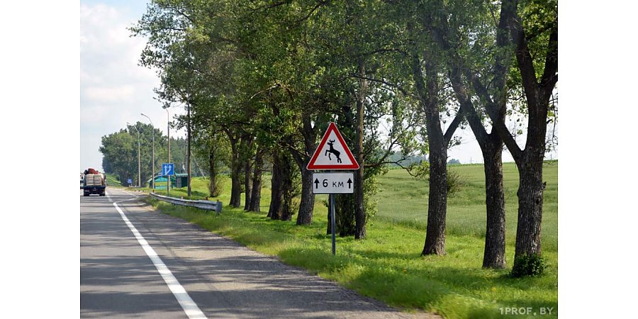 На дорогах Беларуси внедрят новую систему защиты от животных