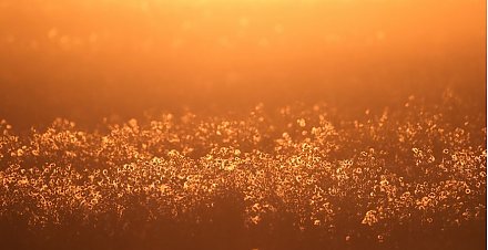 Какой будет погода в первые выходные октября, рассказали синоптики