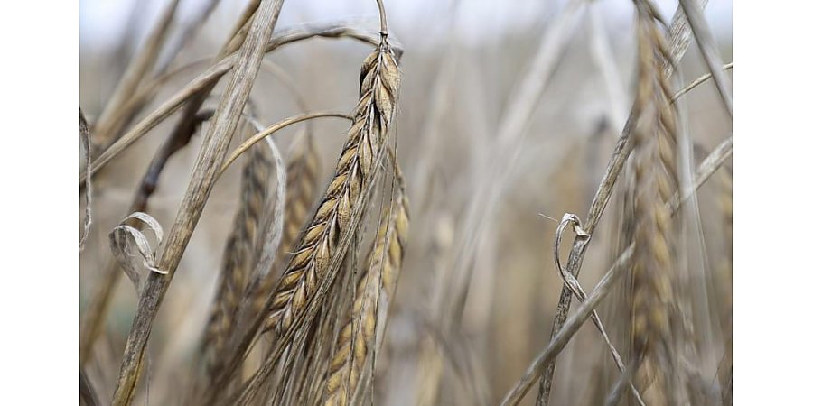 Более 5,6 млн тонн зерна намолочено в Беларуси