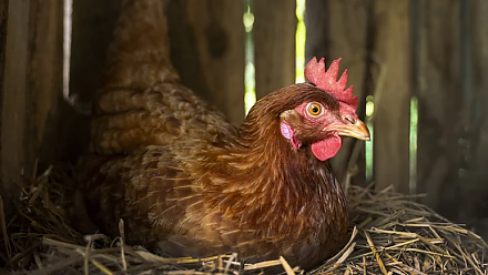 Народные приметы на 14 ноября: как правильно встречать Кузьминки осенние