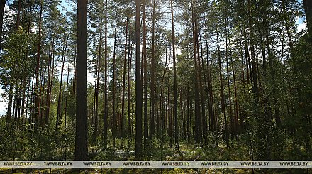 Ограничения на посещение лесов действуют в 27 районах Беларуси