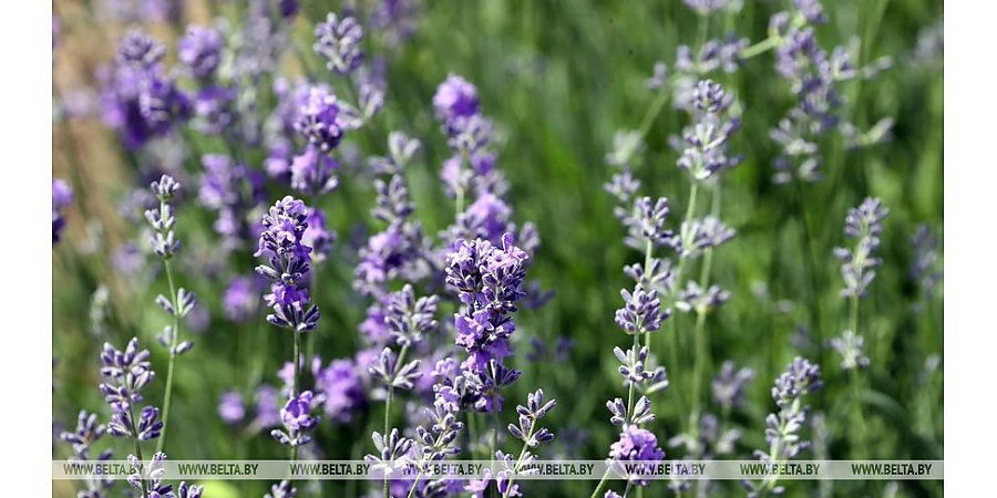 Тепло и малооблачно будет сегодня в Беларуси