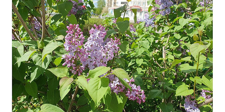 Когда в Беларусь вернется теплая погода, рассказали в Белгидромете