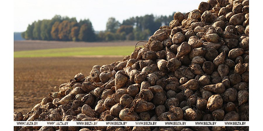 В Беларуси завершилась уборка сахарной свеклы