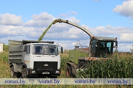 Зеленый конвейер на полную мощность. Сельхозпредприятия Вороновщины активно убирают кукурузу на силос