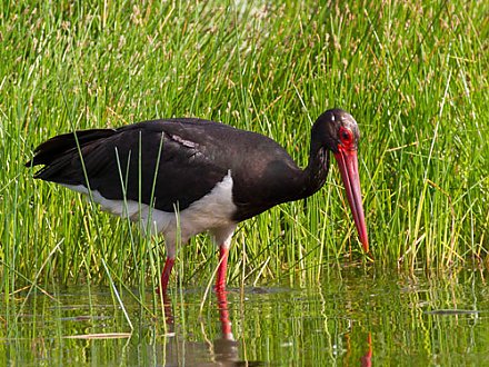 Птицей года - 2026 в Беларуси выбран черный аист