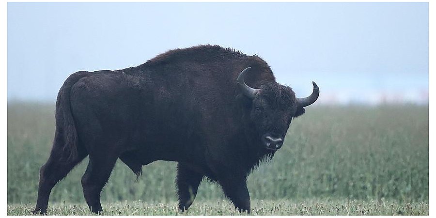 Польский грузовик насмерть сбил зубра в Беловежской пуще