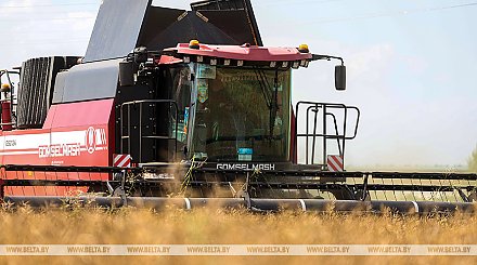 Зерновые и зернобобовые культуры в Беларуси убраны с 16% площадей