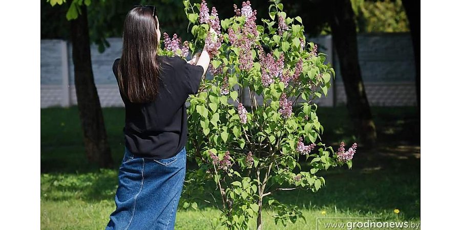 Цветы с ароматом штрафа. Что грозит за сорванную сирень
