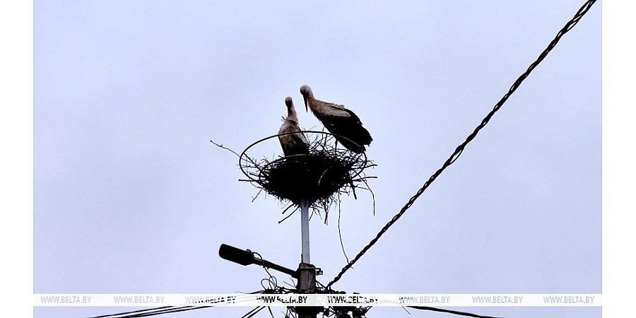 До +25°С и в основном без осадков будет в Беларуси 1 июня