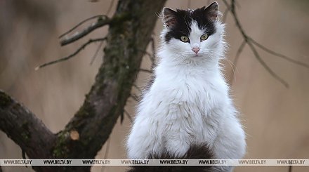 Когда в Беларуси появится закон об ответственном обращении с животными