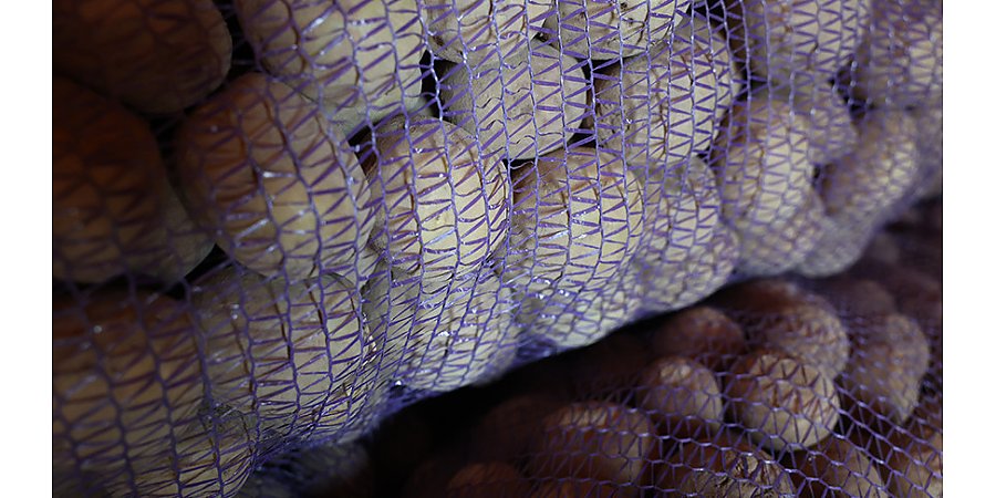 "Это по-военному надо делать". Александр Лукашенко о закладке на хранение урожая овощей и фруктов