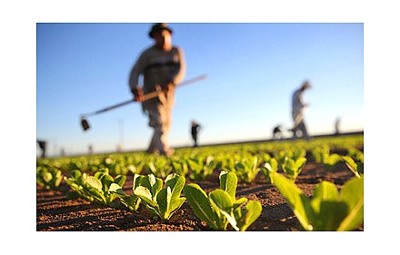 В США создают суперрастение, которое прокормит мир и улучшит климат