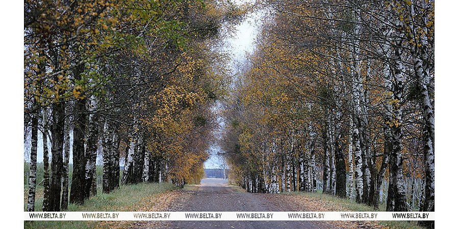 В Беларуси 15 ноября ожидаются дожди, возможен мокрый снег