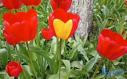 5 простых советов, как продлить жизнь букету тюльпанов