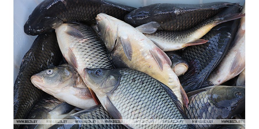 В Беларуси установлены квоты на вылов рыбы в 2023 году