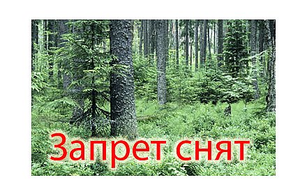 Отменен запрет на посещение лесов