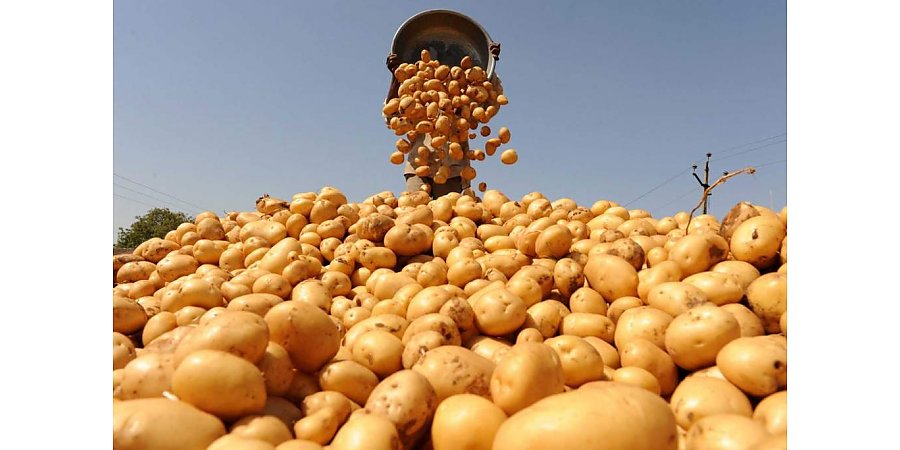 Минсельхозпрод прогнозирует хороший урожай овощей, в частности картофеля