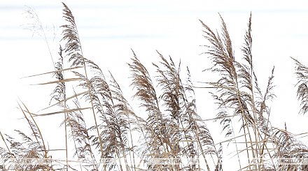 Оранжевый уровень опасности из-за сильного ветра объявлен в Беларуси на 25 декабря