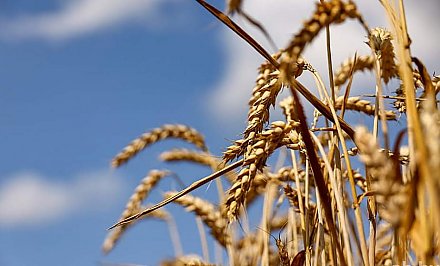 Хлеборобы Беларуси намолотили более 4,8 млн тонн зерна