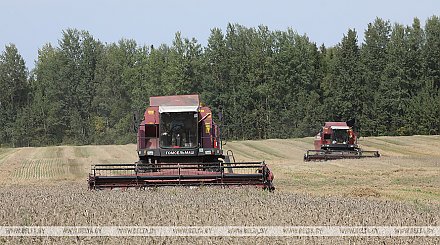 Белорусские аграрии намолотили почти 6,5 млн т зерна