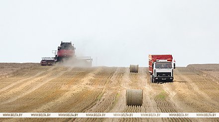 Более 3,7 млн тонн зерна вместе с рапсом намолотили белорусские аграрии