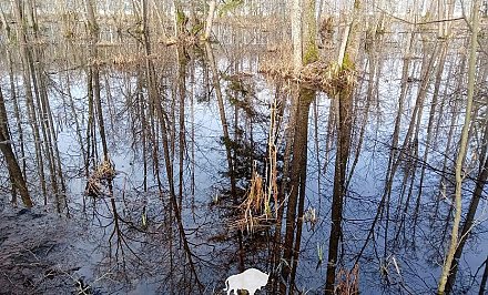 В Беловежской пуще проверили, как польское заграждение повлияло на экосистему заповедника