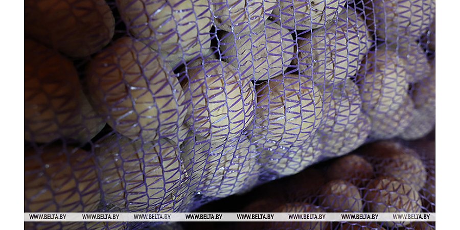 Аграрии Беларуси убрали свыше 40% выращенных в открытом грунте овощей