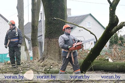 Парк задышал. В центре Радуни коммунальники приступили к обрезке деревьев