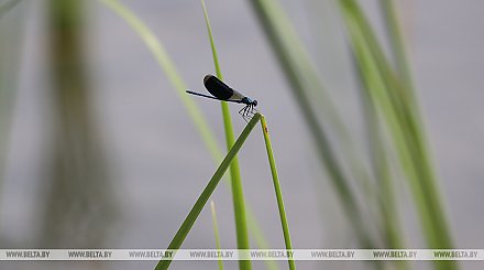 Экологическая акция "Мы заботимся" стартует в Беларуси 16 сентября