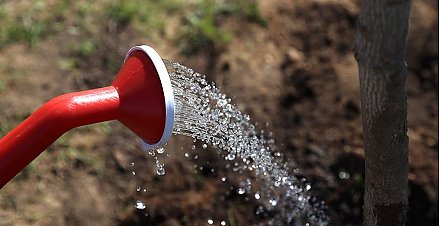 Минприроды проведет в Беларуси 28 октября единый день озеленения