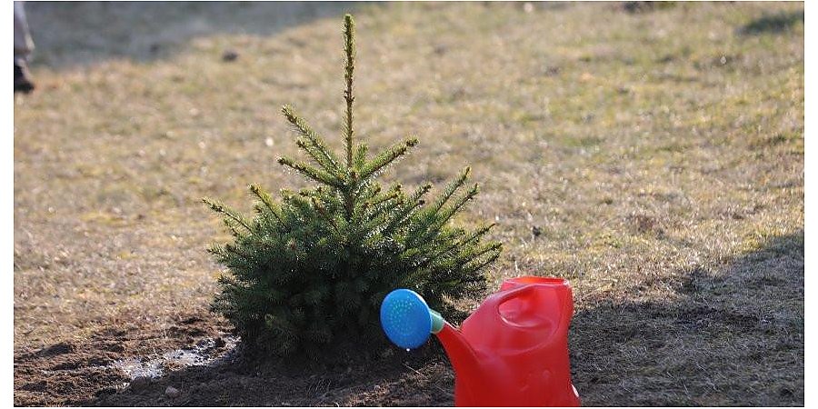 Республиканская акция «Неделя леса» пройдет на Гродненщине с 15 по 22 апреля