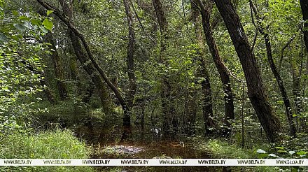 Порывистый ветер, в некоторых районах грозы. Какая погода ожидается сегодня в Беларуси 