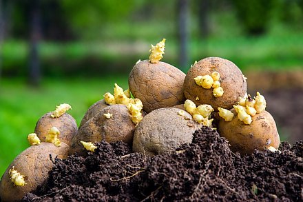 В Беларуси стартовал сезон посадки картофеля