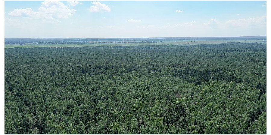 Во всех районах Гродненской области введены запреты и ограничения на посещение лесов