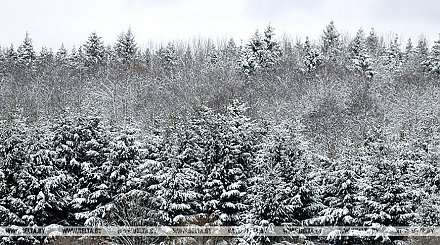 В Беларуси изменены правила рубок леса