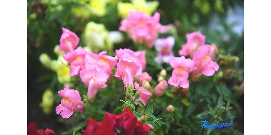 19 сентября в календаре: почему в Михайлов день запрещалось работать