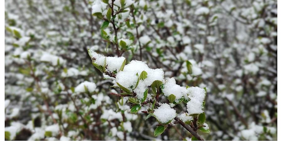 В Беларуси 5 апреля возможен мокрый снег