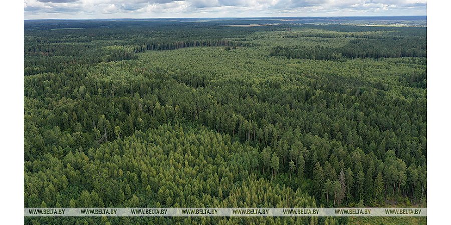 "Лес - это наше достояние". Александру Лукашенко доложили о работе и совершенствовании лесного хозяйства