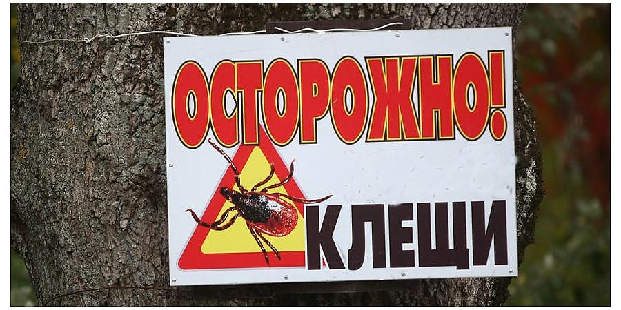 Заболеваемость болезнью Лайма в Беларуси выросла в 1,4 раза