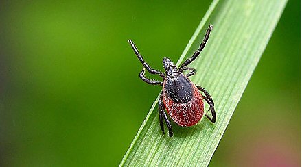 В Гродненской области отмечается рост обращений по поводу укусов клещей